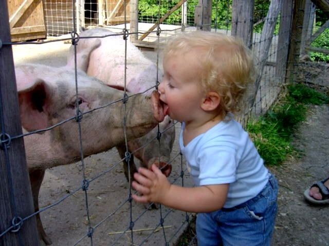Prevent Swine Flu? Don't Kiss A Pig